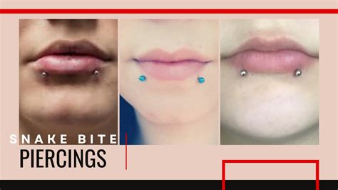 lip piercing snake bites|Snake Bites Piercing Ultimate Guide with Aftercare。